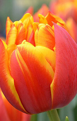 Тюльпан Кроссфаер 500 цибулин розмір 12+