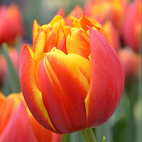 Тюльпан Кроссфаер 500 цибулин розмір 12+