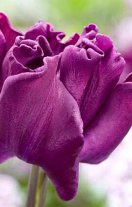 Тюльпан Кроун оф Негріта 30 цибулин розмір 10/11