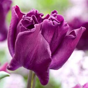 Тюльпан Кроун оф Негріта 30 цибулин розмір 10/11