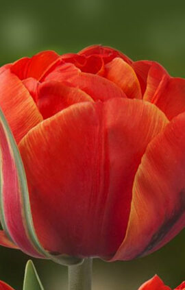 Тюльпан Квінсдей 500 цибулин розмір 12+