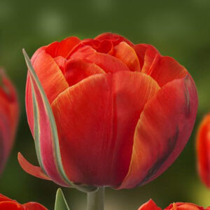 Тюльпан Квінсдей 500 цибулин розмір 12+