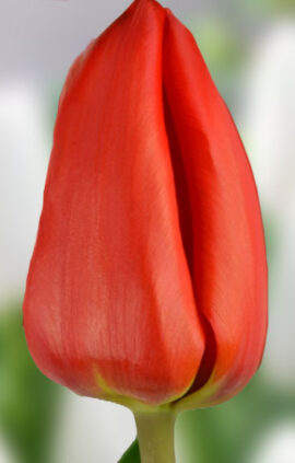 Тюльпан Лалібела 500 цибулин розмір 12+