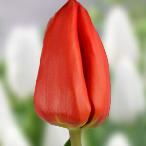 Тюльпан Лалібела 500 цибулин розмір 12+