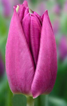 Тюльпан Лаптоп 500 цибулин розмір 12+