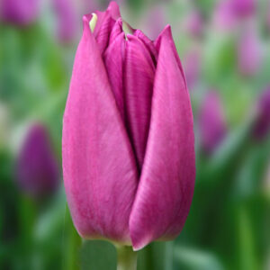 Тюльпан Лаптоп 500 цибулин розмір 12+