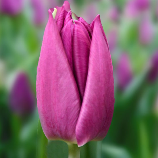 Тюльпан Лаптоп 500 цибулин розмір 12+