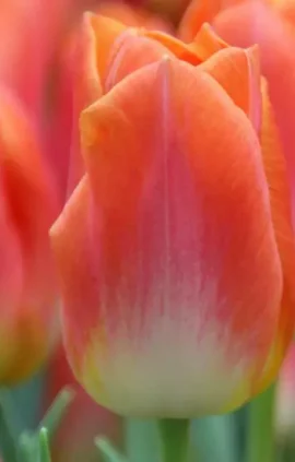 Тюльпан Лава Династія 500 цибулин розмір 12+