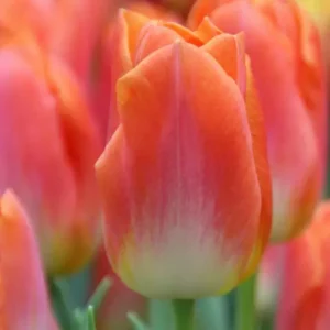 Тюльпан Лава Династія 500 цибулин розмір 12+