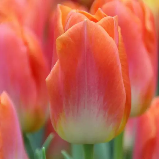 Тюльпан Лава Династія 500 цибулин розмір 12+