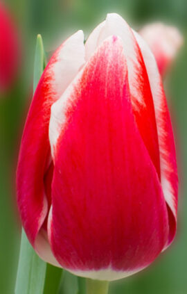 Тюльпан Лех Валенса 500 цибулин розмір 12+