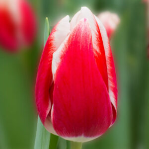 Тюльпан Лех Валенса 500 цибулин розмір 12+