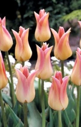 Тюльпан Елегант Леді 30 цибулин розмір 10/11