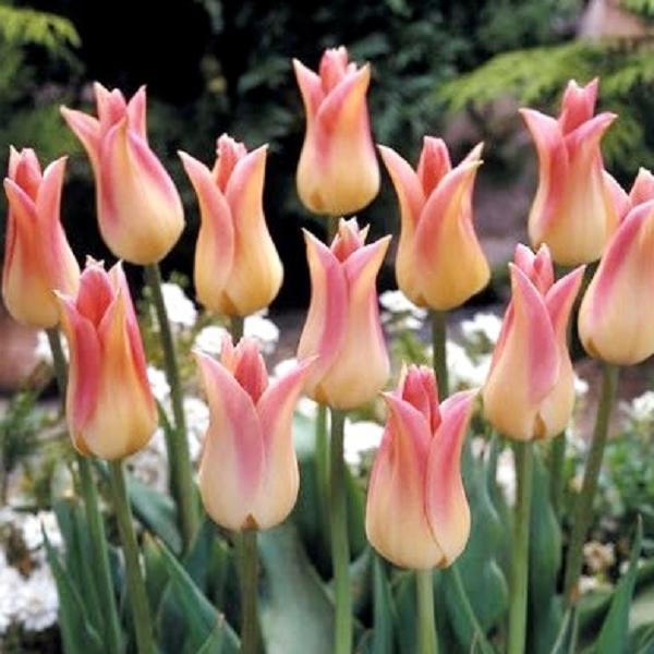 Тюльпан Елегант Леді 30 цибулин розмір 10/11