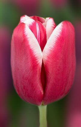 Тюльпан Лорнах 500 цибулин розмір 12+