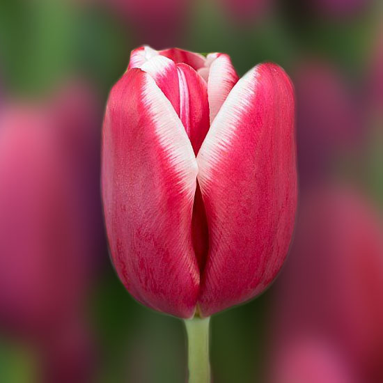 Тюльпан Лорнах 500 цибулин розмір 12+