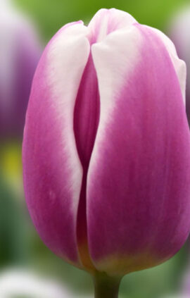 Тюльпан Лібріє 500 цибулин розмір 12+