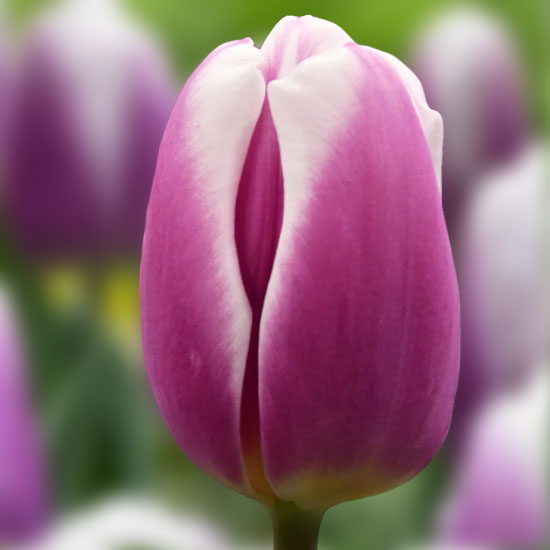 Тюльпан Лібріє 500 цибулин розмір 12+