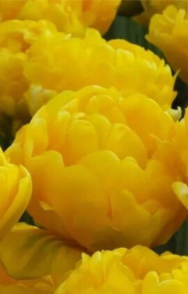 Тюльпан Лімузин 500 цибулин розмір 12+