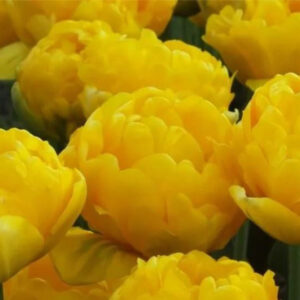 Тюльпан Лімузин 500 цибулин розмір 12+