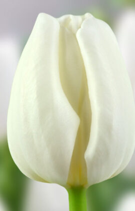 Тюльпан Літовен 500 цибулин розмір 12+