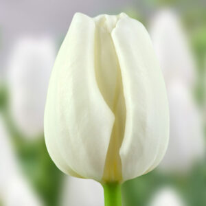 Тюльпан Літовен 500 цибулин розмір 12+