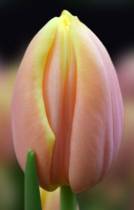 Тюльпан Манго Шарм 500 цибулин розмір 12+