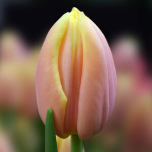 Тюльпан Манго Шарм 500 цибулин розмір 12+