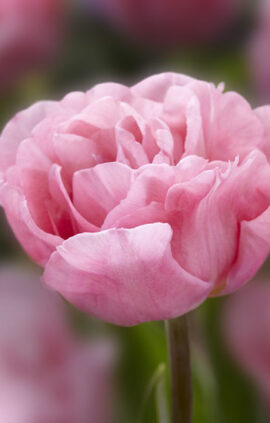 Тюльпан Маріаже 500 цибулин розмір 12+