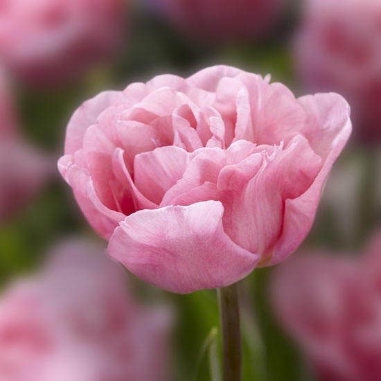 Тюльпан Маріаже 500 цибулин розмір 12+