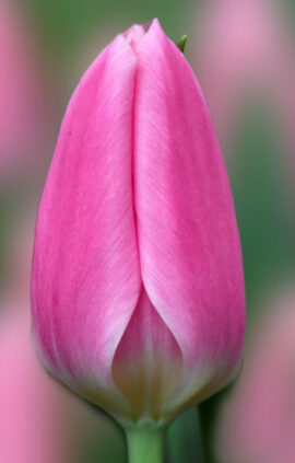 Тюльпан Матчмейкер 500 цибулин розмір 12+