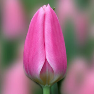 Тюльпан Матчмейкер 500 цибулин розмір 12+