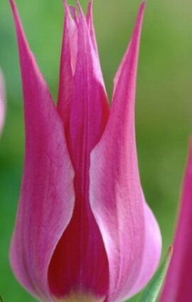 Тюльпан Май тайм 30 цибулин розмір 10/11