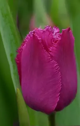 Тюльпан Меланія 500 цибулин розмір 12+