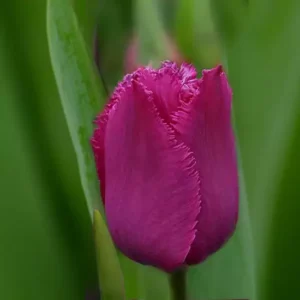 Тюльпан Меланія 500 цибулин розмір 12+