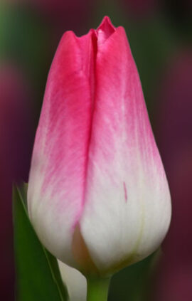 Тюльпан Мемфіс 500 цибулин розмір 12+