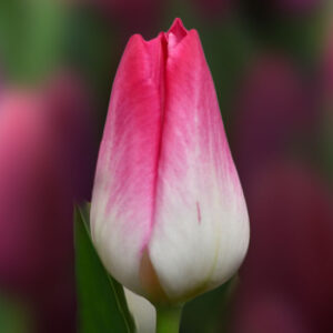 Тюльпан Мемфіс 500 цибулин розмір 12+