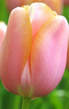 Тюльпан Ментон 25 цибулин розмір 10/11