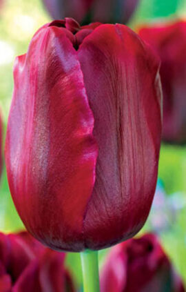 Тюльпан Меріда 500 цибулин розмір 12+