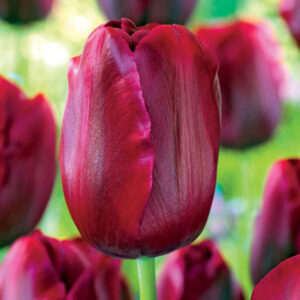 Тюльпан Меріда 500 цибулин розмір 12+