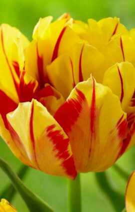 Тюльпан Монселла 30 цибулин розмір 10/11