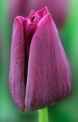 Тюльпан Монтезума 500 цибулин розмір 12+