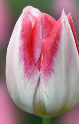 Тюльпан Міккі Чик 500 цибулин розмір 12+