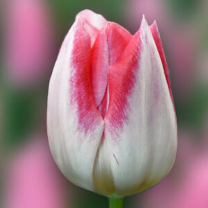 Тюльпан Міккі Чик 500 цибулин розмір 12+