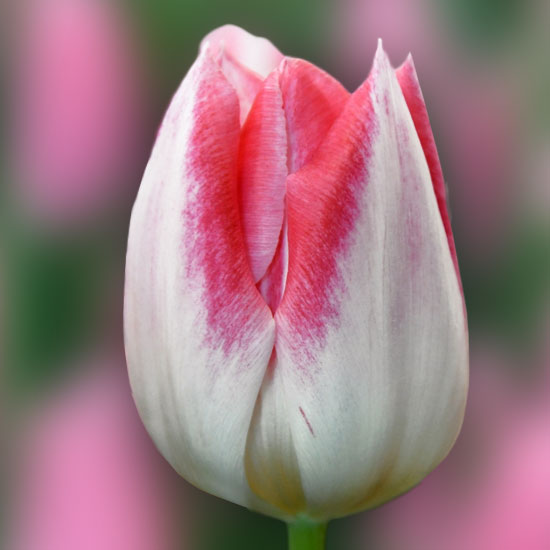 Тюльпан Міккі Чик 500 цибулин розмір 12+