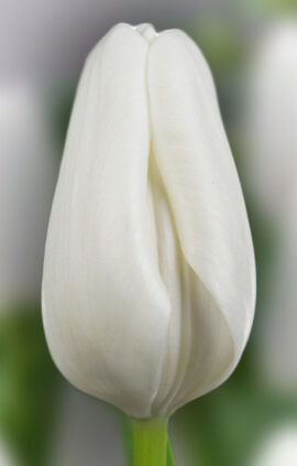 Тюльпан Міс Медведєва 500 цибулин розмір 12+