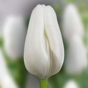 Тюльпан Міс Медведєва 500 цибулин розмір 12+