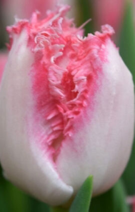 Тюльпан Негліже 500 цибулин розмір 12+