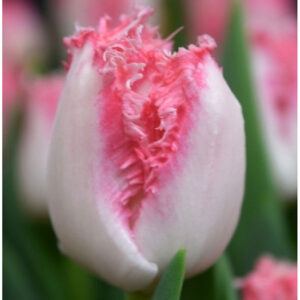 Тюльпан Негліже 500 цибулин розмір 12+