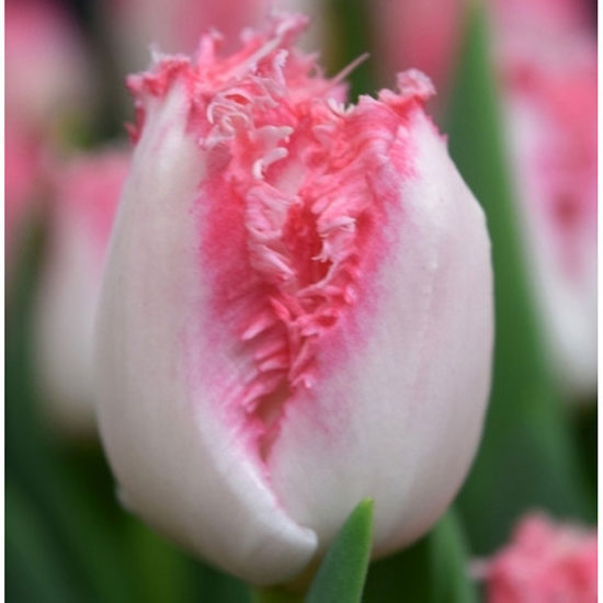 Тюльпан Негліже 500 цибулин розмір 12+